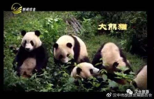 汉中电视台在线观看,尽享地方新闻与文化盛宴 第1张 汉中电视台在线观看,尽享地方新闻与文化盛宴 第1张